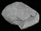 White Pleuroceras Ammonite - Germany #6165-2